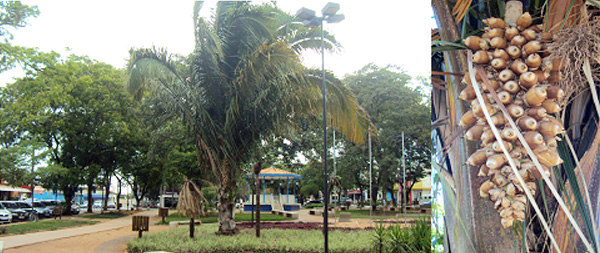 Canta Coquinhos Banda